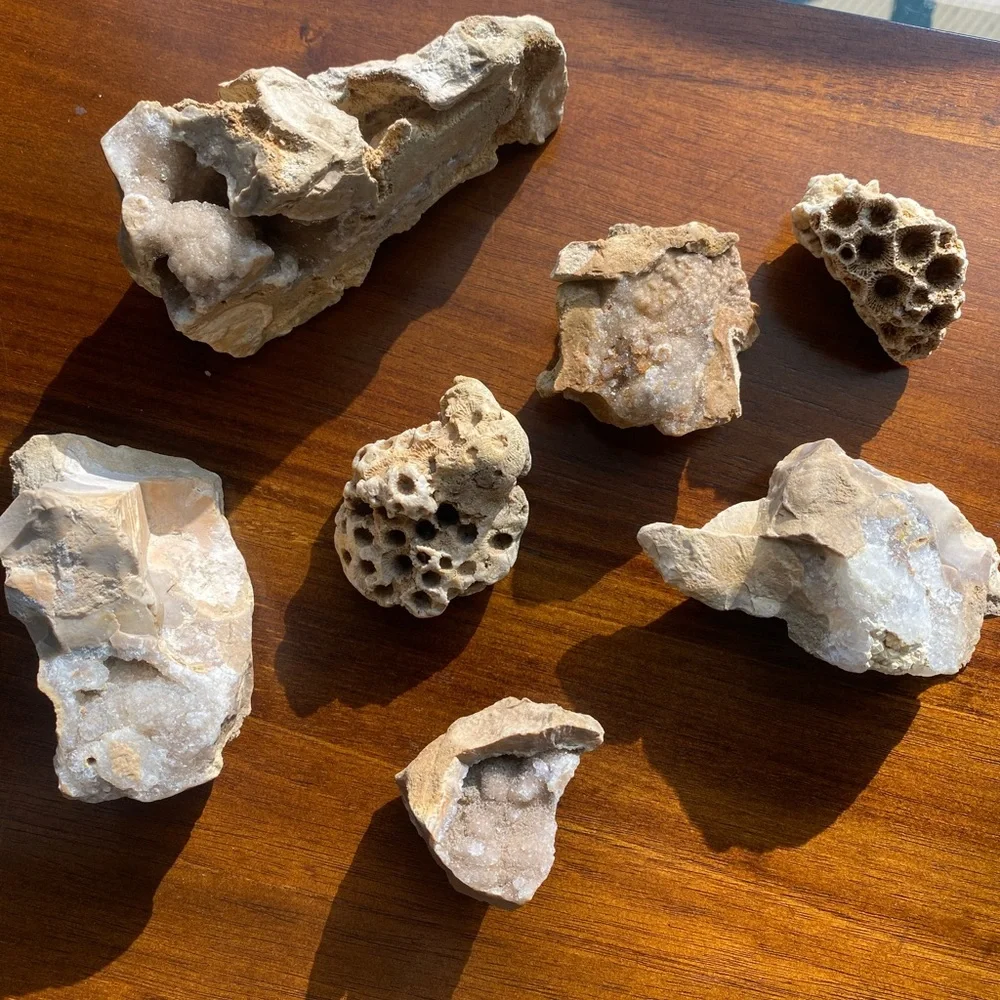 Assorted Fossils & Rocks 🪨🪸 - Picture 1 of 15